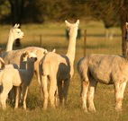 Waterfall Way Farmstay - Geraldton Accommodation