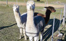 Sunrise Bed And Breakfast - Geraldton Accommodation 4