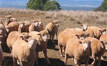 Dairy Flat Farm Holiday - Geraldton Accommodation 3