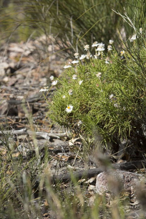 Kroombit Tops National Park Camping Ground - Geraldton Accommodation 1