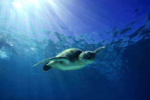 Mackerel Islands - Geraldton Accommodation 6