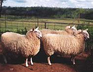 Camerons Farmstay - Geraldton Accommodation 2