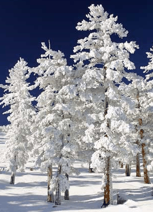 Mt Buller Apartment Management Services - Geraldton Accommodation