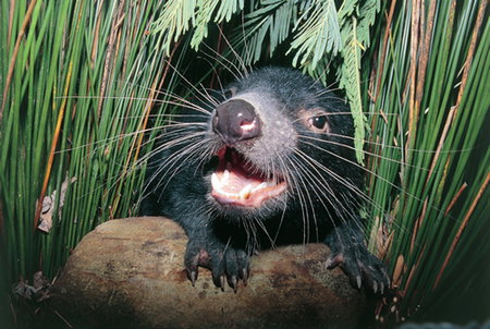 Woodbridge On The Derwent - Geraldton Accommodation 2