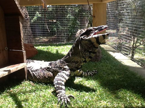 Beechworth Wildlife Stays - Geraldton Accommodation 6