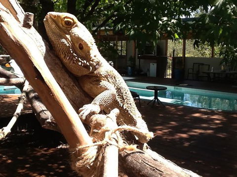 Beechworth Wildlife Stays - Geraldton Accommodation 7