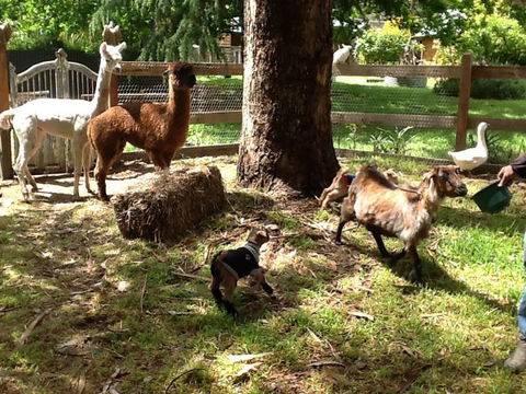 Beechworth Wildlife Stays - Geraldton Accommodation 8