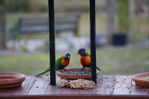 BellbirdHill Bed And Breakfast - Geraldton Accommodation 9