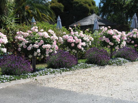 Golden Chain Wine Village Motor Inn - Geraldton Accommodation 4