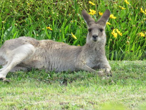 Grovely House Bed And Breakfast - Geraldton Accommodation 9