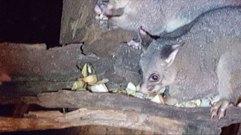 Kalimna Woods - Geraldton Accommodation 7