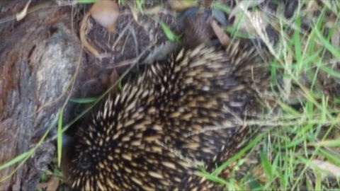 Kalimna Woods - Geraldton Accommodation 9