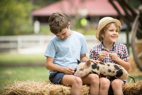 Paradise Country Farmstay - Geraldton Accommodation 8