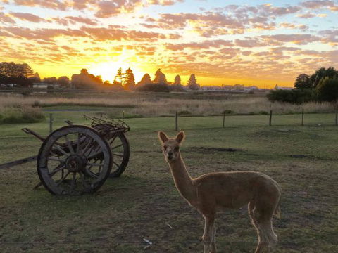 Pelican Waters Holiday Park - Geraldton Accommodation 2