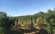 Rutherglen Christmas Trees Farm Stay - thumb 0