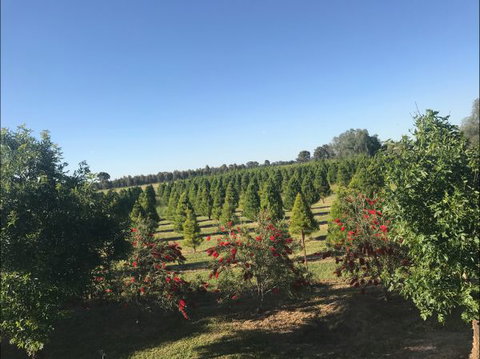 Rutherglen Christmas Trees Farm Stay - Geraldton Accommodation 0