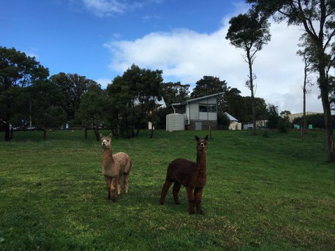 The Old Drik Drik Schoolhouse Retreat - Geraldton Accommodation 5