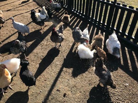 The Woods Farm - Geraldton Accommodation 4