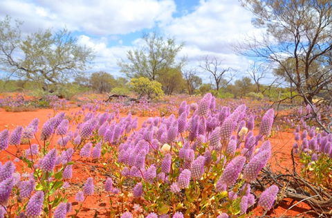 Murchison Oasis Roadhouse, Motel, Caravan Park - Geraldton Accommodation 1