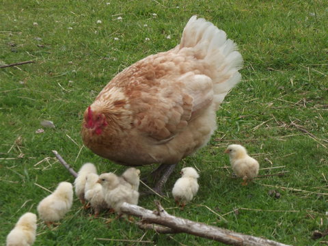 Eden Orchard And Farmstay - Geraldton Accommodation 5