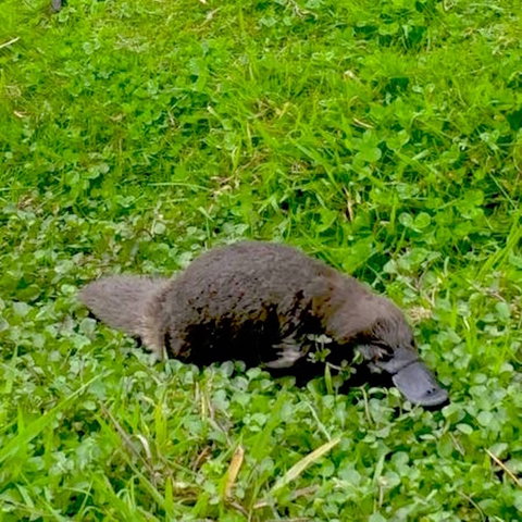 Eden Orchard And Farmstay - Geraldton Accommodation 7