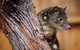 Great Ocean Ecolodge - thumb 4