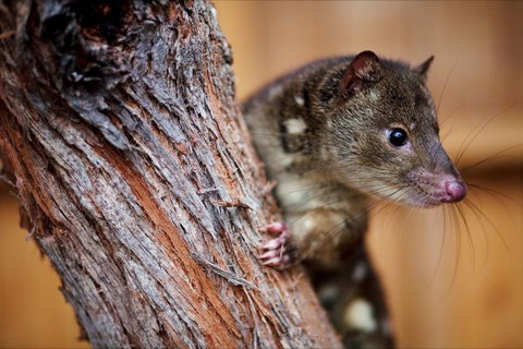 Great Ocean Ecolodge - Geraldton Accommodation 4