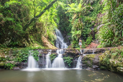 O'Reilly's Rainforest Retreat - Geraldton Accommodation 0