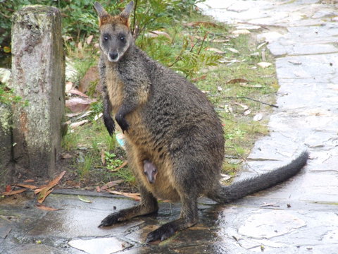 Aquila Eco Lodges - Geraldton Accommodation 4