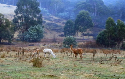 Hamlet Downs Country Accommodation - Geraldton Accommodation 1