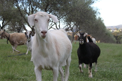 L'Oliveraie - Geraldton Accommodation 5