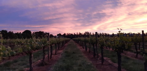 Milawa Vineyard Views - Geraldton Accommodation 0