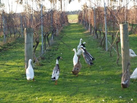 Pierrepoint Wines Bed & Breakfast - Geraldton Accommodation 2