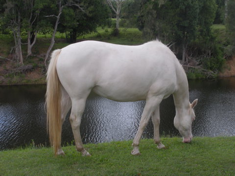 Imbil Bridge Farm And Homestead - Geraldton Accommodation 1