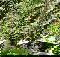 Daintree Ecolodge - Geraldton Accommodation