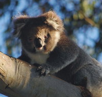 Bimbi Park Camping Under Koalas - Geraldton Accommodation