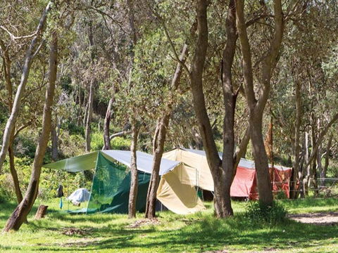 Pebbly Beach Campground - Yuraygir National Park - Geraldton Accommodation 1