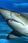 The Aquarium Of Western Australia - Geraldton Accommodation 2