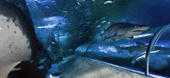 The Aquarium Of Western Australia - Geraldton Accommodation 3