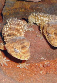 Armadale Reptile & Wildlife Centre - Geraldton Accommodation 1