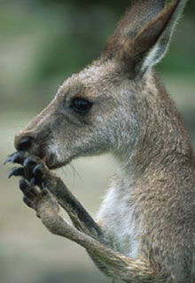 Armadale Reptile & Wildlife Centre - Geraldton Accommodation 2