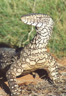 Armadale Reptile & Wildlife Centre - Geraldton Accommodation 3