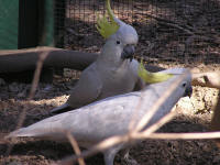 Wirrimbirra Sanctuary - Geraldton Accommodation 1