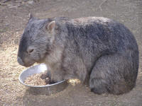 Wirrimbirra Sanctuary - Geraldton Accommodation 2