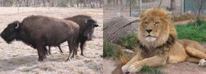 Mansfield Zoo - Geraldton Accommodation 3