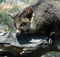 Moonlit Sanctuary Wildlife Conservation Park - Geraldton Accommodation