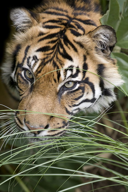 Adelaide Zoo - Geraldton Accommodation 1