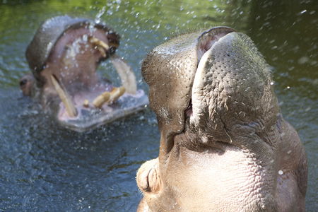 Adelaide Zoo - Geraldton Accommodation 2