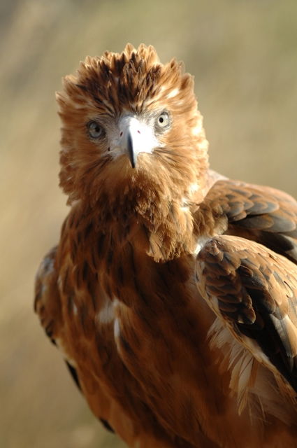 Alice Springs Desert Park - Geraldton Accommodation 0