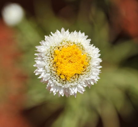 Alice Springs Desert Park - Geraldton Accommodation 1